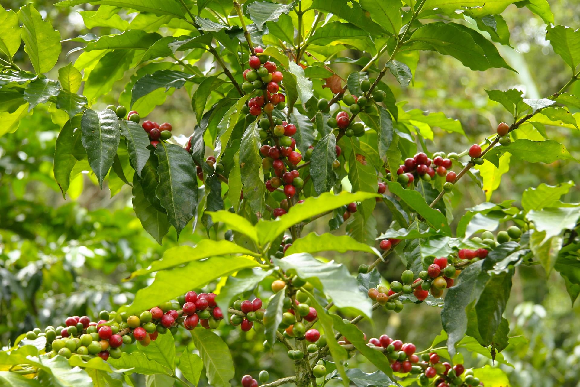 Ripening coffee cherries on the branch in a Kenyan highland farm