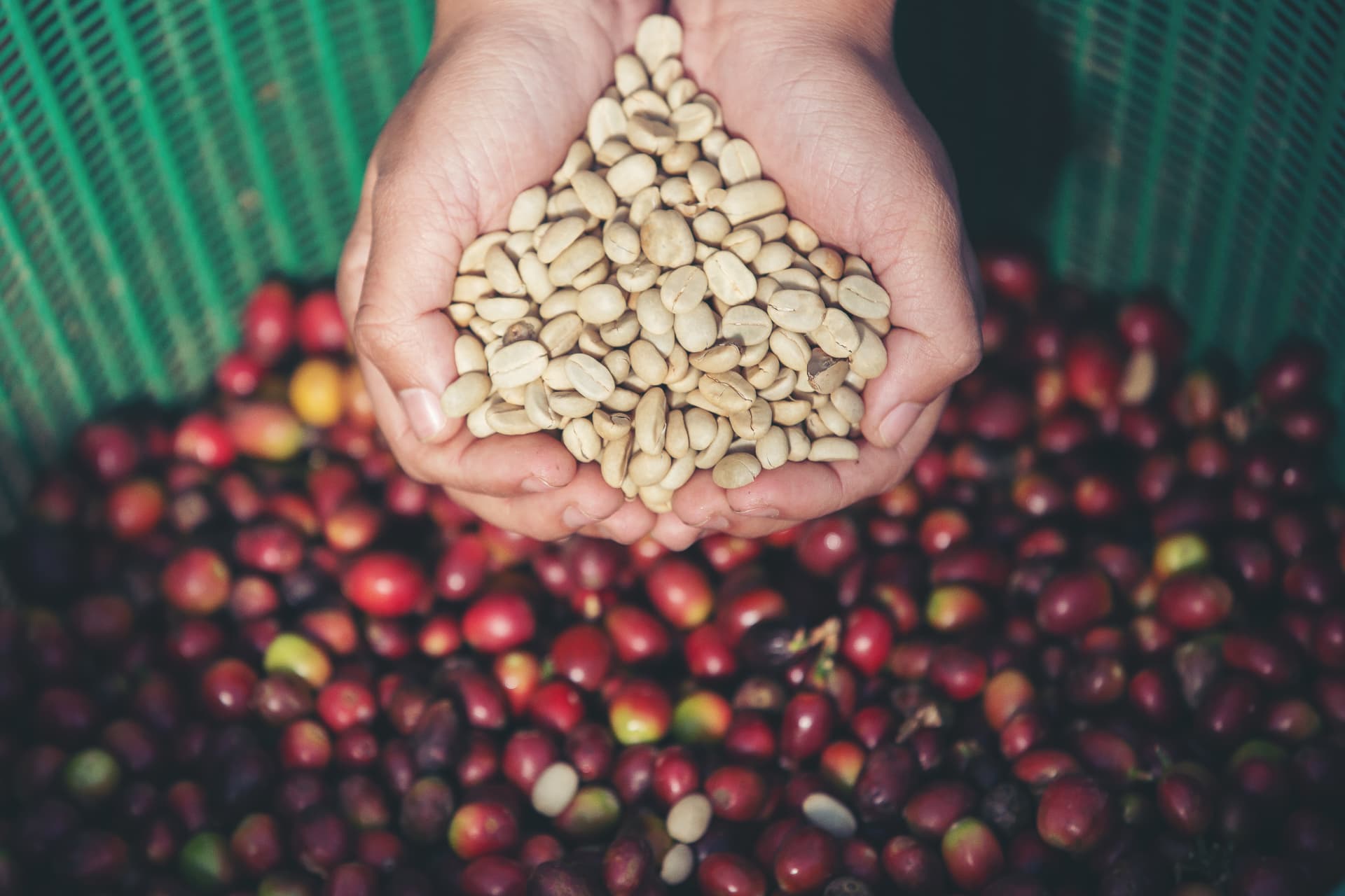Kenyan coffee professionals cupping and tasting fresh lots at a cupping table