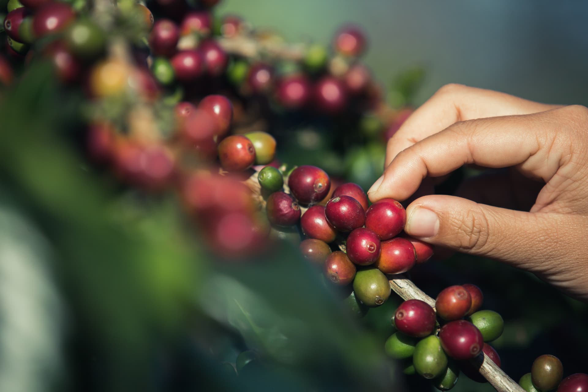 Hands selectively picking ripe red coffee cherries