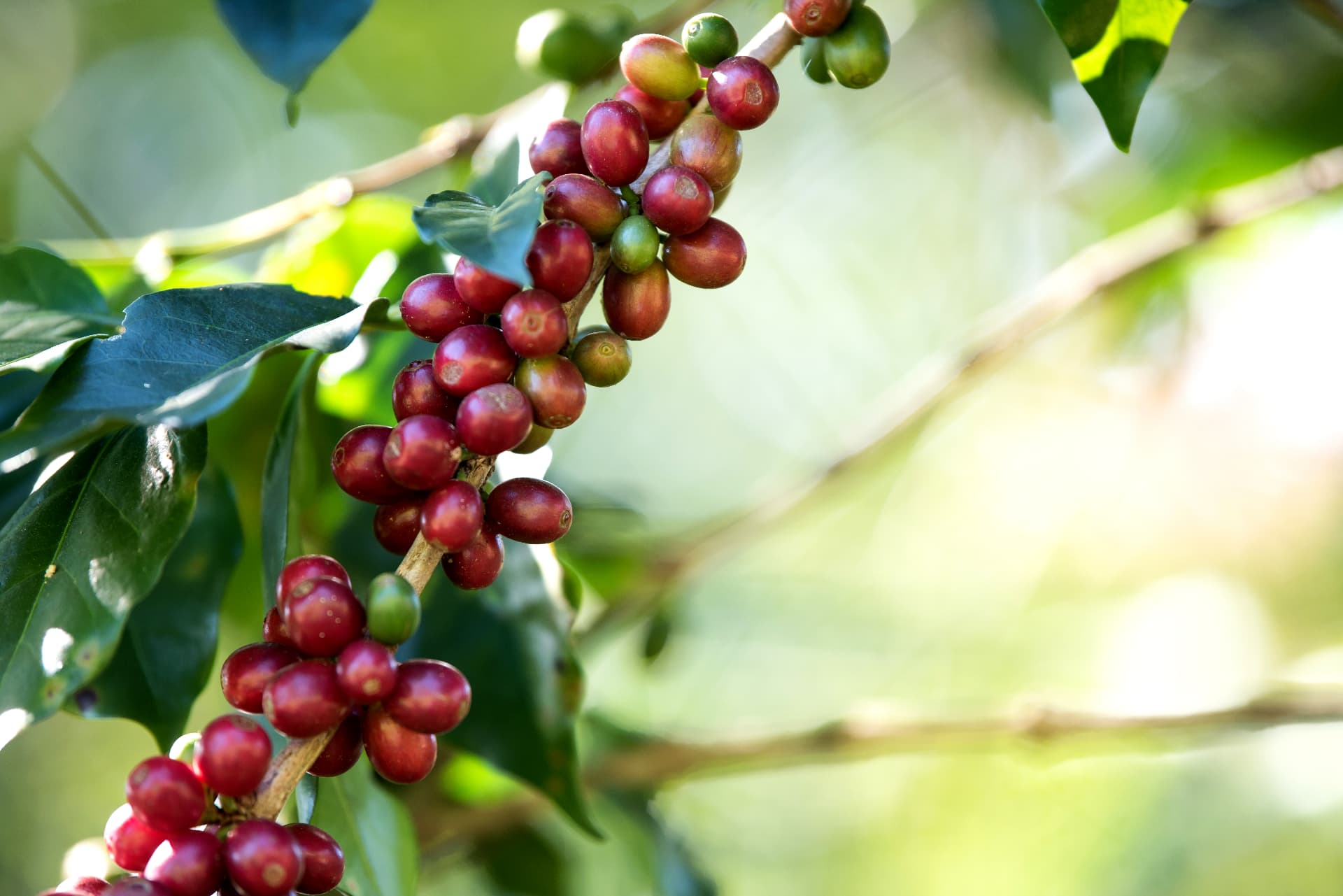 Close-up of coffee berries ripening on a coffee farm