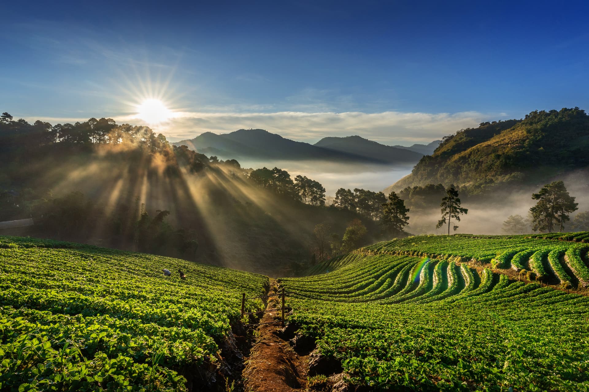 Sunrise over terraced highland farmland