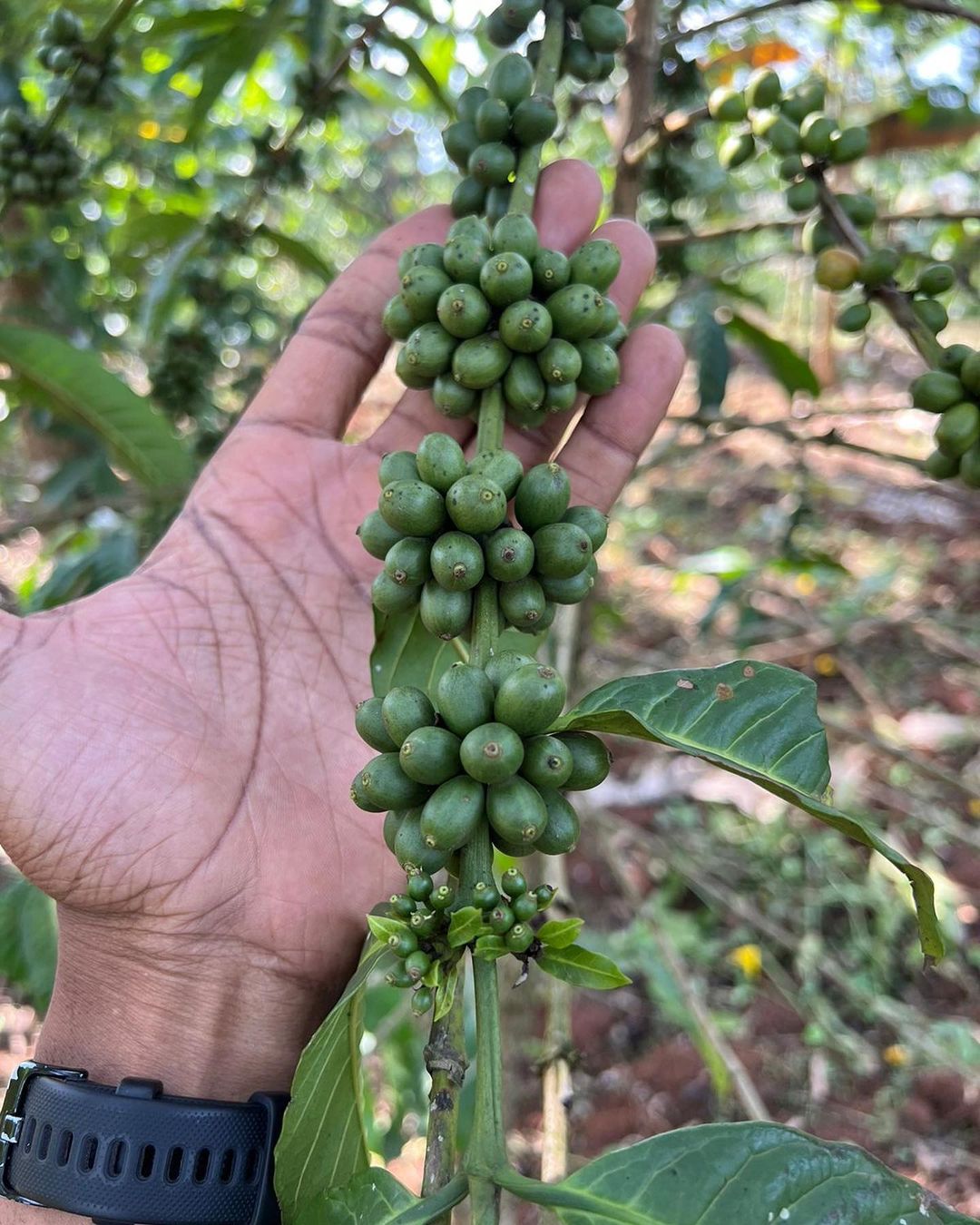 kenyan coffee beans